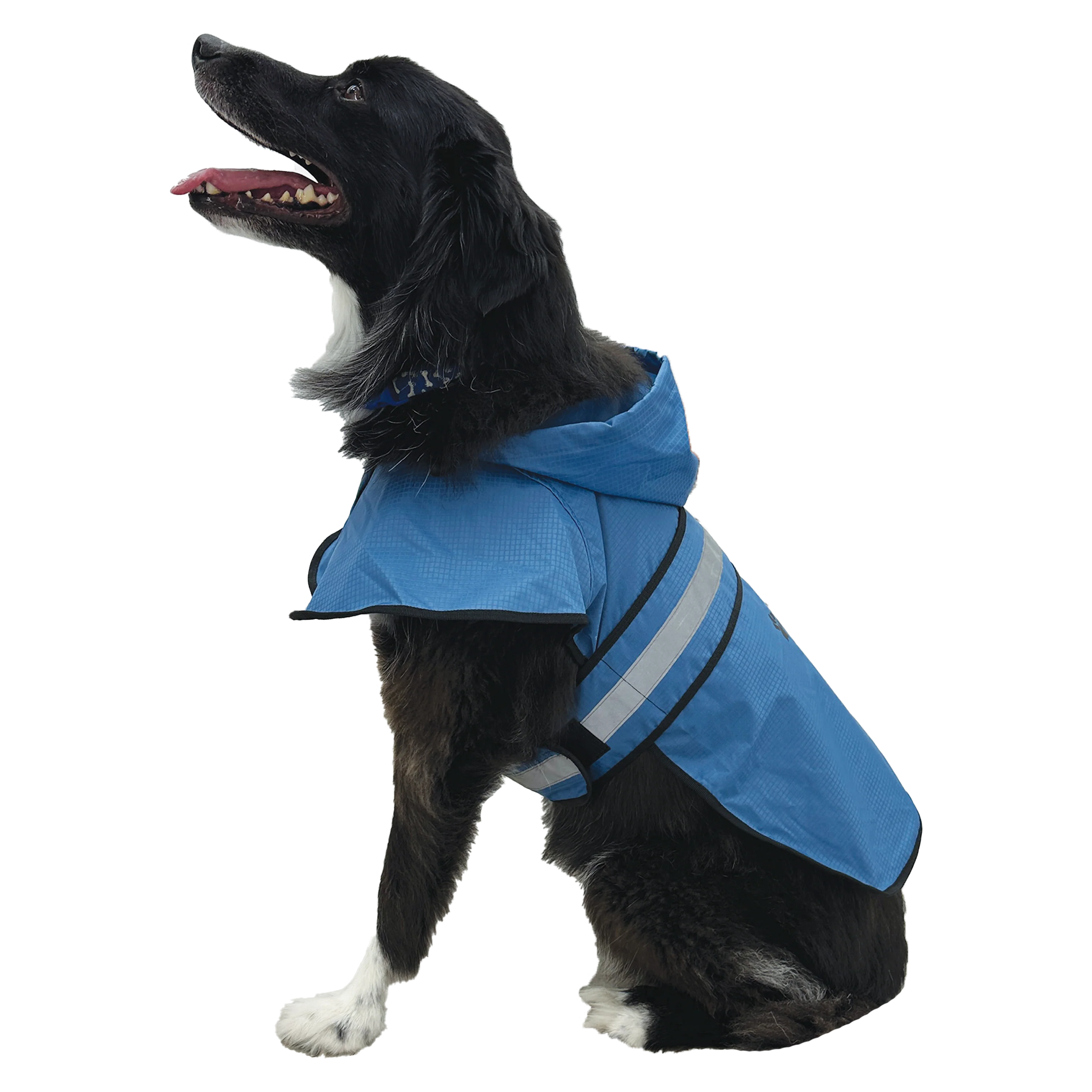 New Pet Gear